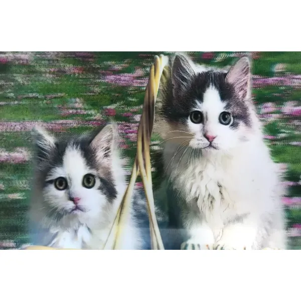 3 Boyutlu Resim  Sevimli Kediler İkili Kedi Resmi Tablosu 40x60 Cm